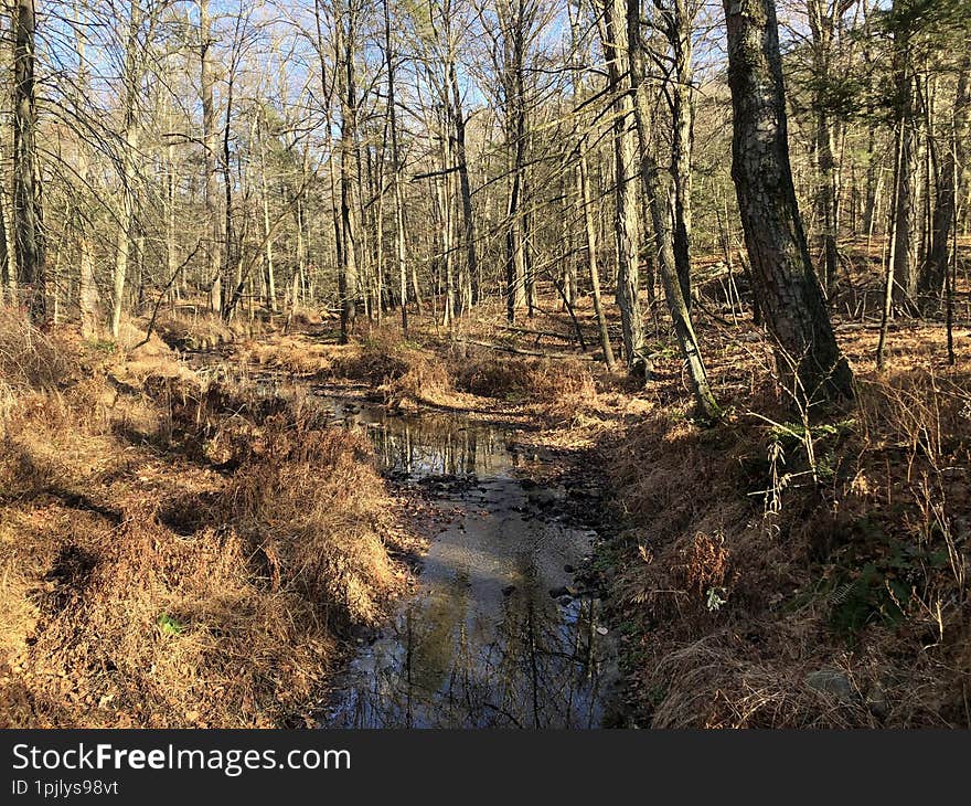 Blue Mountain Reservation in November in New York State.