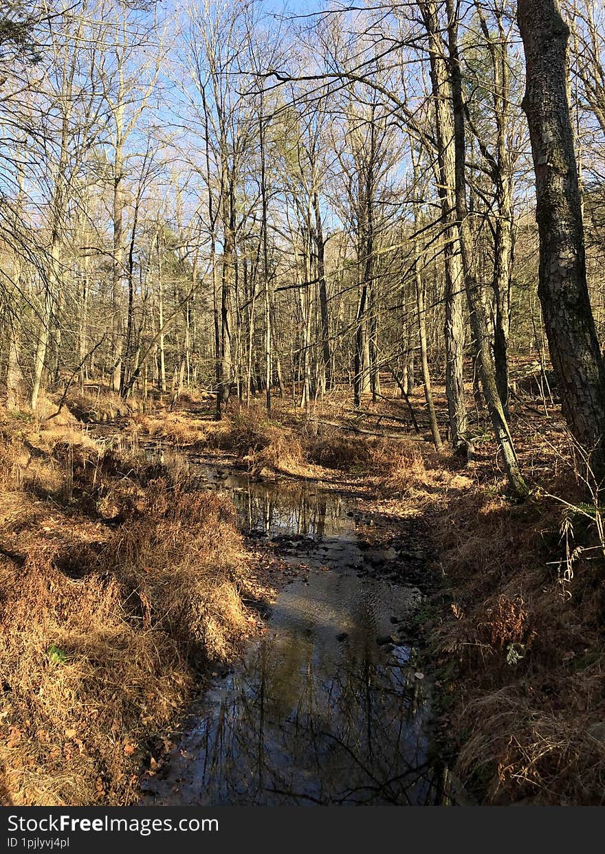 Blue Mountain Reservation in November in New York State.