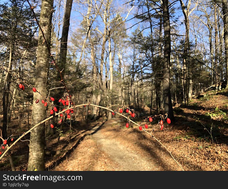 Blue Mountain Reservation in November in New York State.