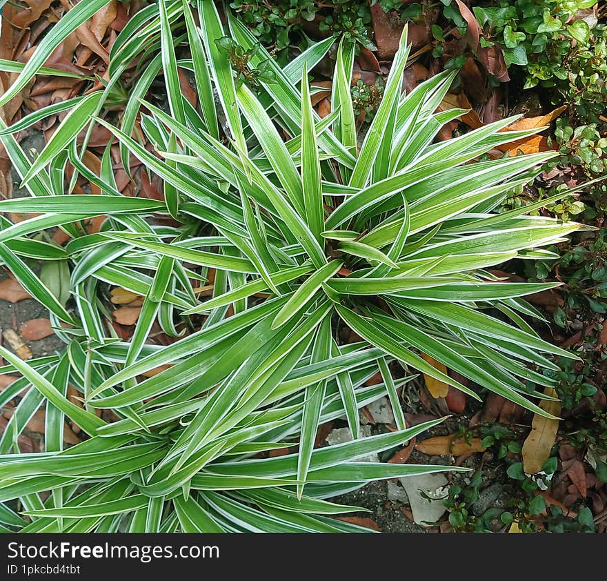 A close-up photograph of a Chlorophytum comosum, commonly known as the Spider Plant. The plant features arching green leaves with