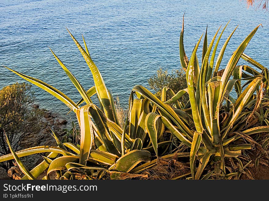 Agave in the morning light and Mediterranean Sea - Santa Maria Navarrese, Sardinia: August 2024