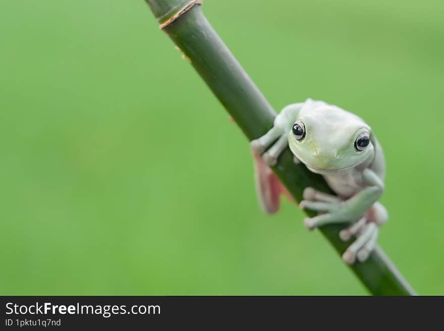 Dumpy Tree Frog katak hijau Australia