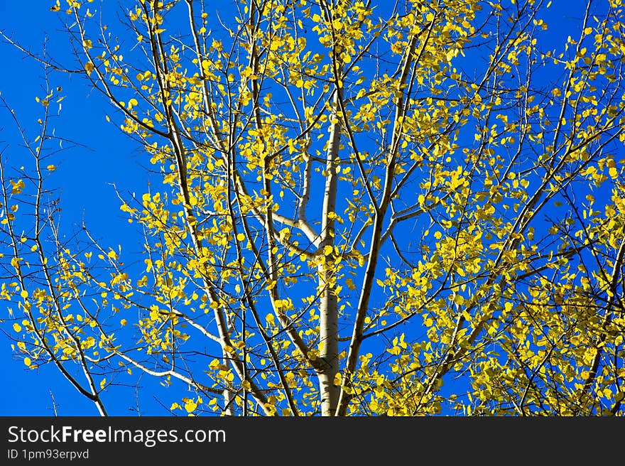 Birch and its autumn yellow leaves