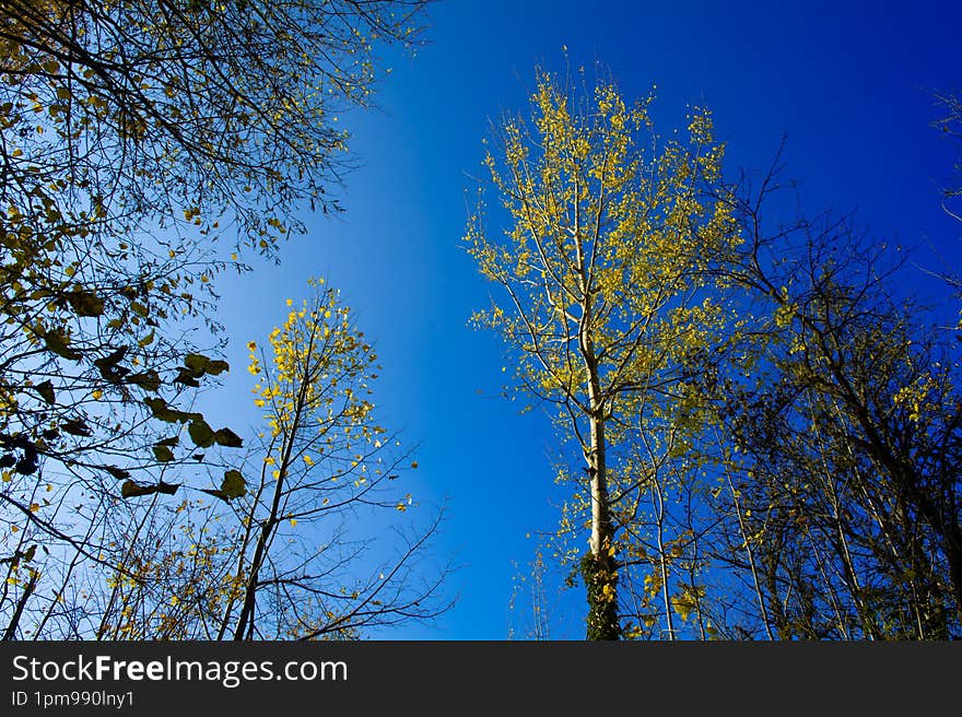 Autumn photo with fallen leaves