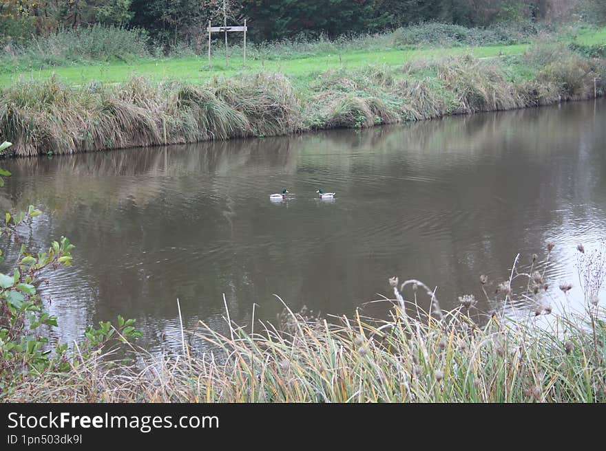 Autumn village pond with ducks.