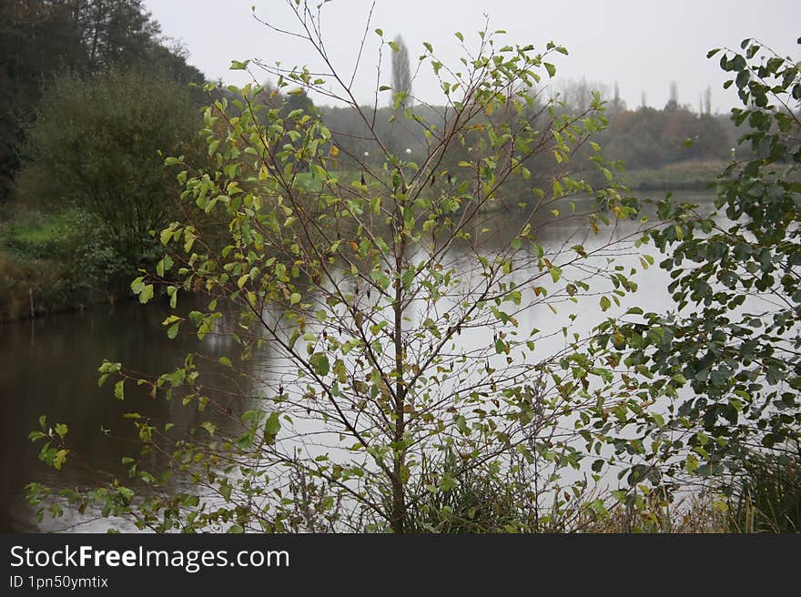 View of the lake through withering leaves. Autumn weather.