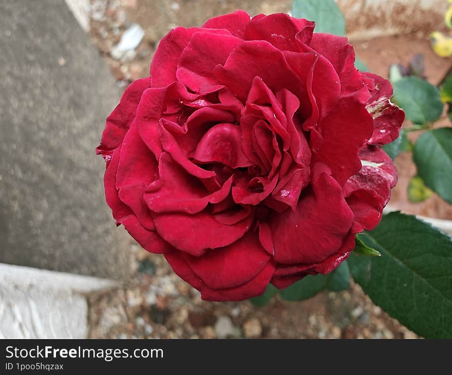 A red rose bloomed in our home garden.