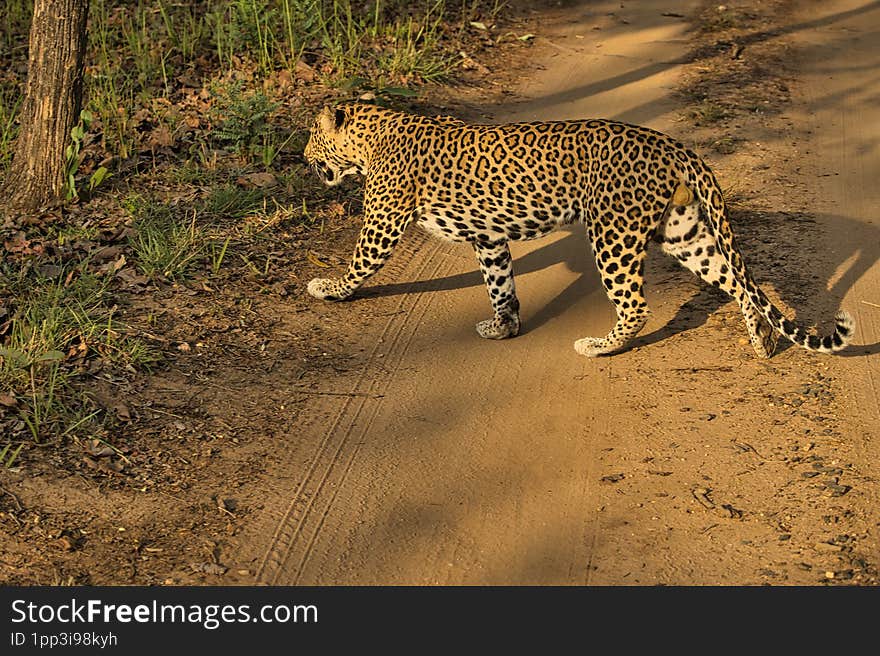 Leopard crossing in middle of the forest infront of the safari jeep at Pench National Park, Maharashtra India