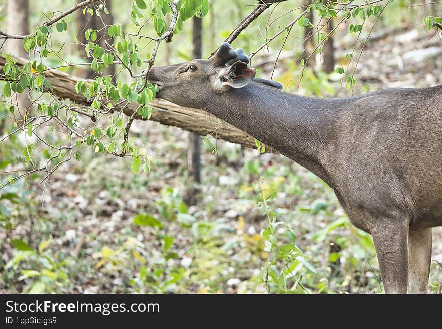 Sambar deer having its food at Pench National Park, Maharashtra India