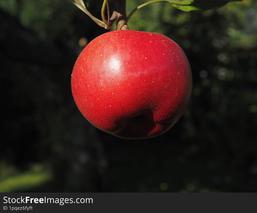 Red tasty apple on the tree.