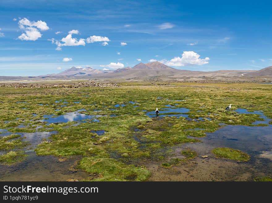 Volcano At The Altiplano In Chile And Bolivia Border