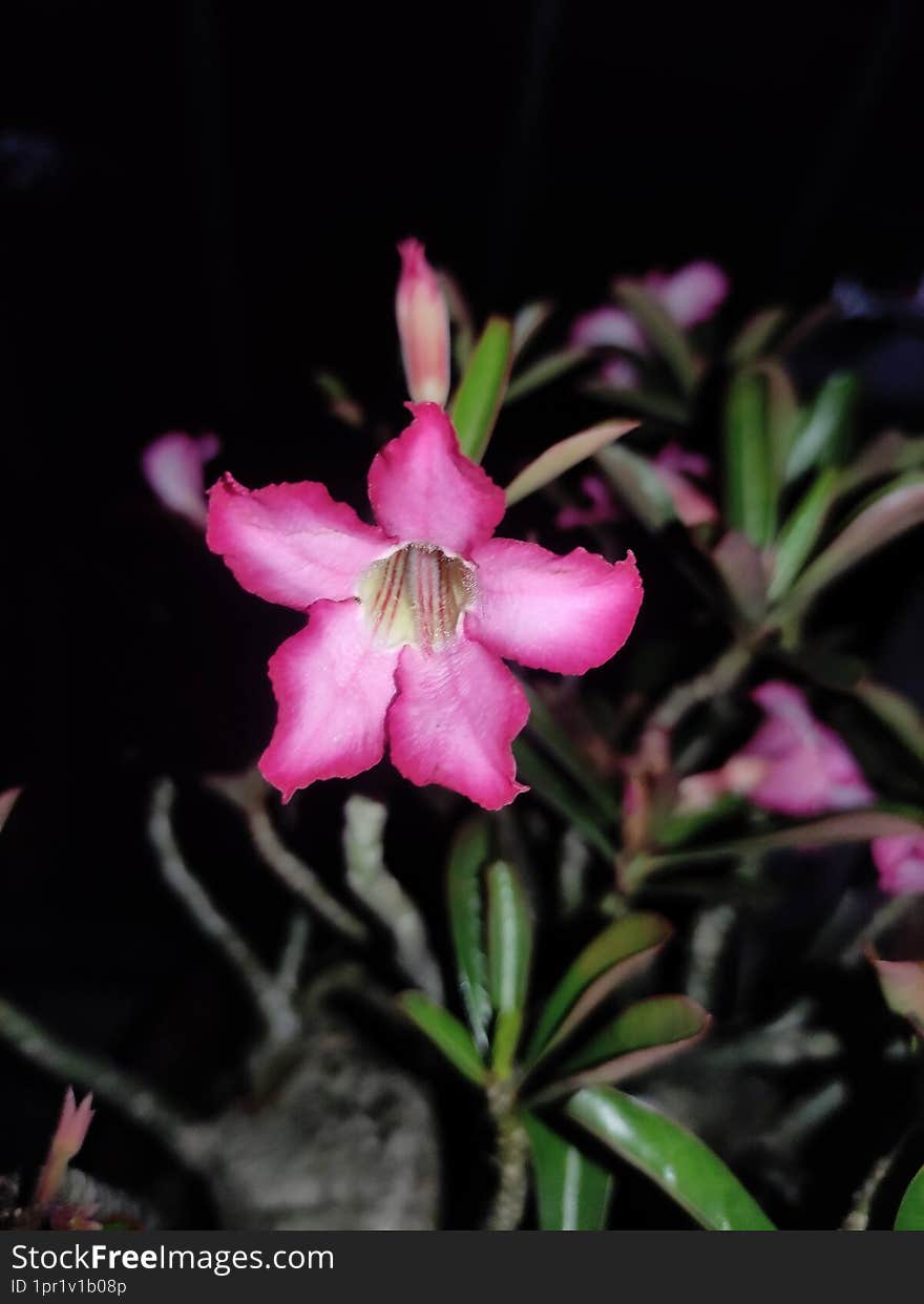 The focus of the Adenium flower object can be for pictures or paintings on walls or social media profile photos. The focus of the Adenium flower object can be for pictures or paintings on walls or social media profile photos.