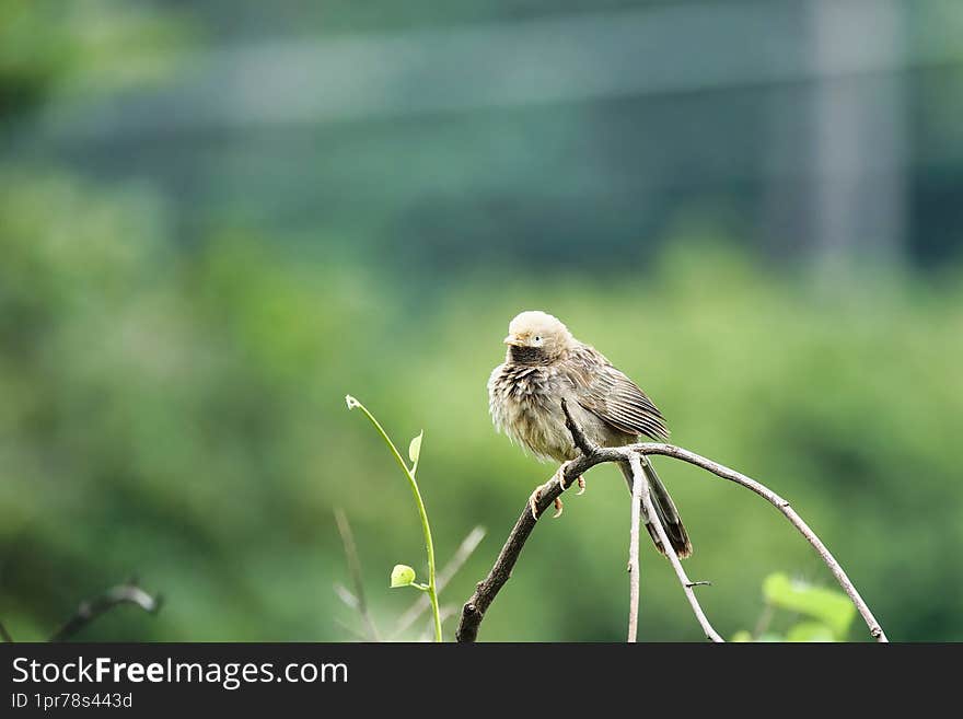 Beautiful babbler bird sitting on the dry trunk of the tree