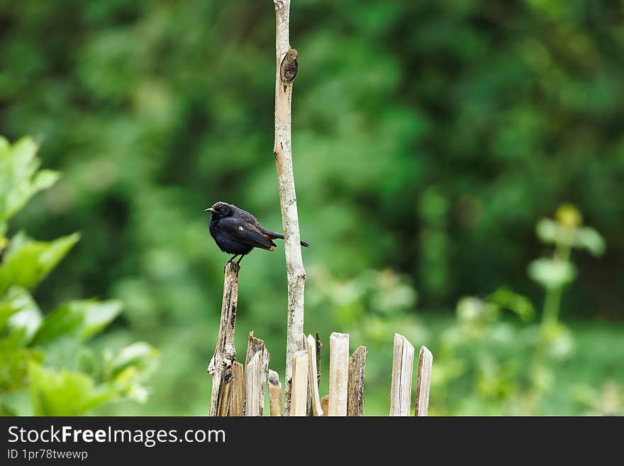 indian black robin sitting on the trunk of the tree at outskirts of bangalore