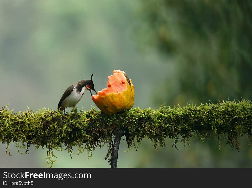 Red whiskered bulbul having fruits with beautiful background at outskirts