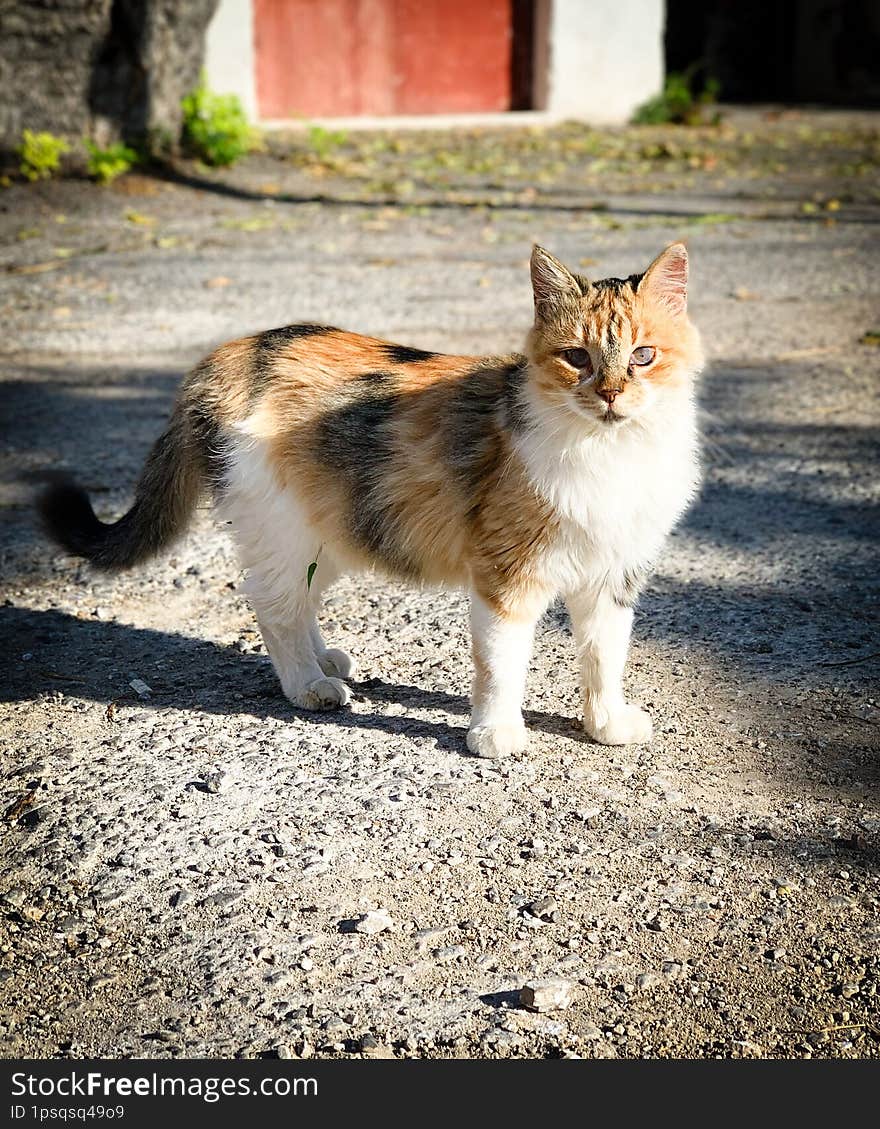 He is living on the streets on the island in Greece. He doesn't trust anyone. When I come to feed him - he is carefully waiting when I will leave and only then he starts to eat. So cute but so sad. He is living on the streets on the island in Greece. He doesn't trust anyone. When I come to feed him - he is carefully waiting when I will leave and only then he starts to eat. So cute but so sad.