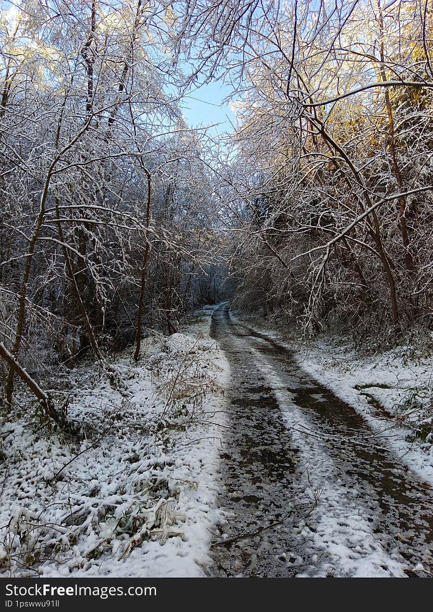 Winter landscape of Borja mountain, the way through the forest.