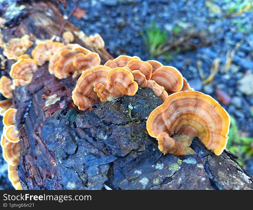 Trametes versicolor. Fungus in the forest. Mycology in the forest. Group mushroms. Fungi. Mushroom. Mycology.