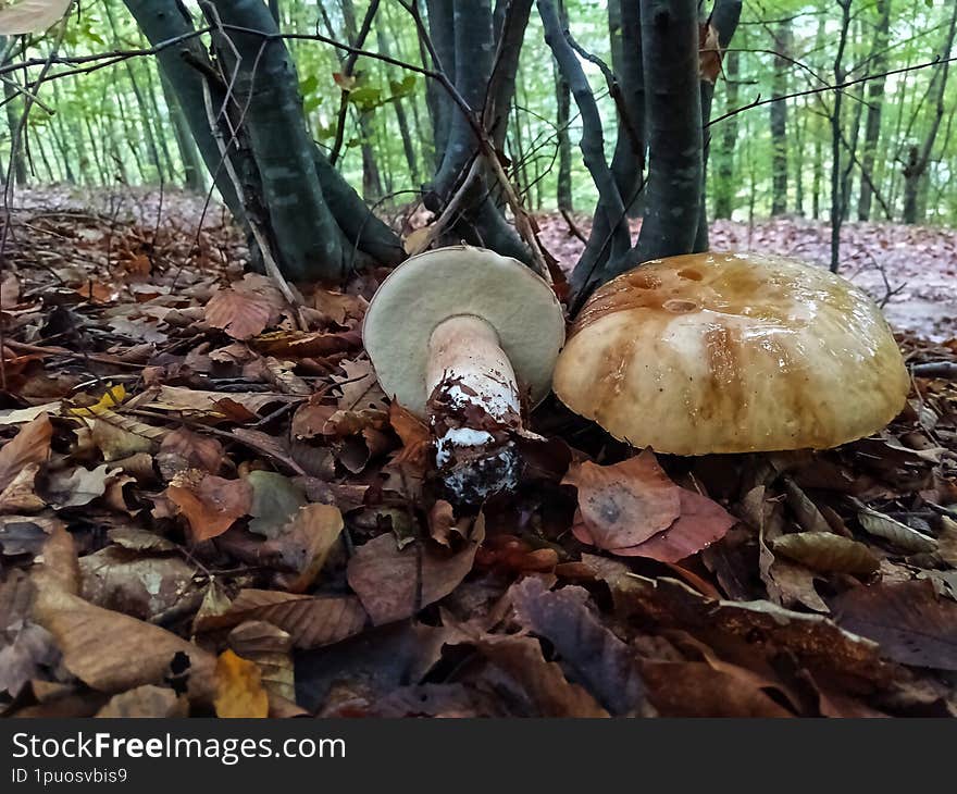 Boletus edulis. Fungus in the forest. Boletus aereus. Mushrooms. Boletus.