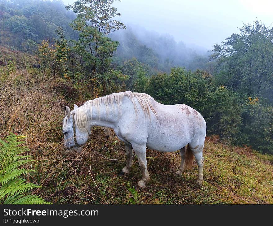 Horse in the wild. White horse. Horse in the mountain.