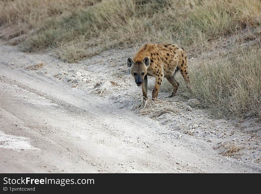 Hyena at Amboseli National Park stalking at antelope