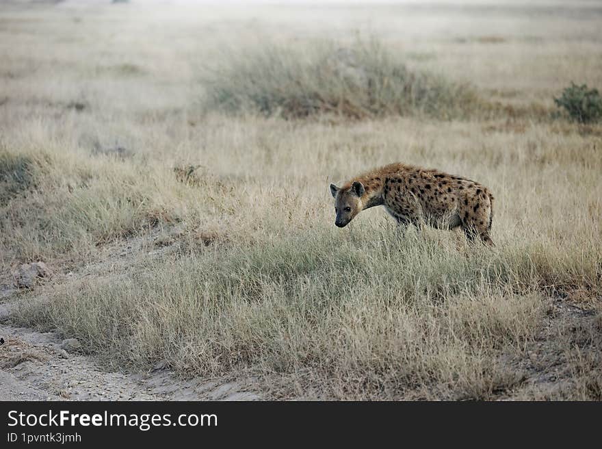 Hyena at Amboseli National Park stalking at antelope and its family