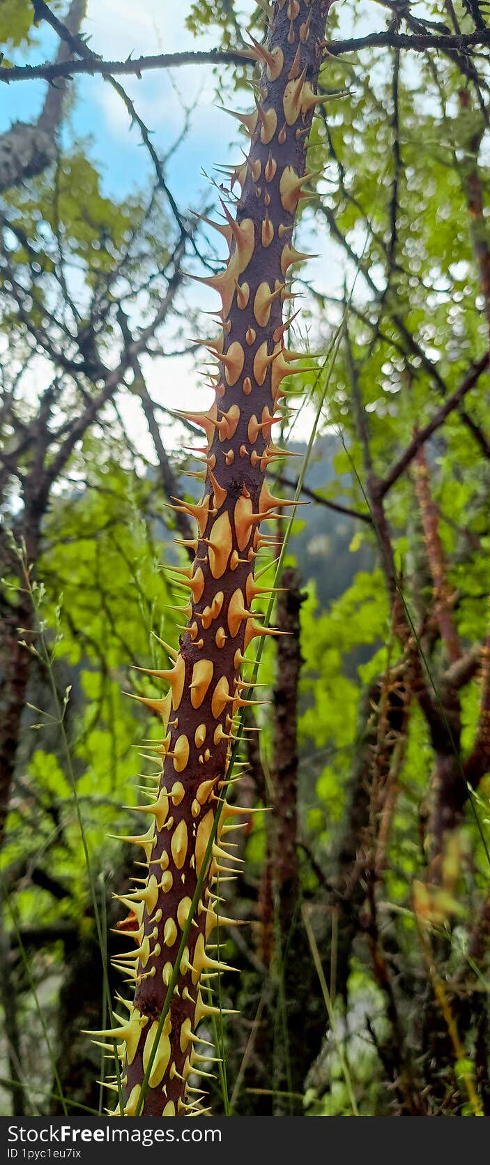 Detail of crown of thorns shaft