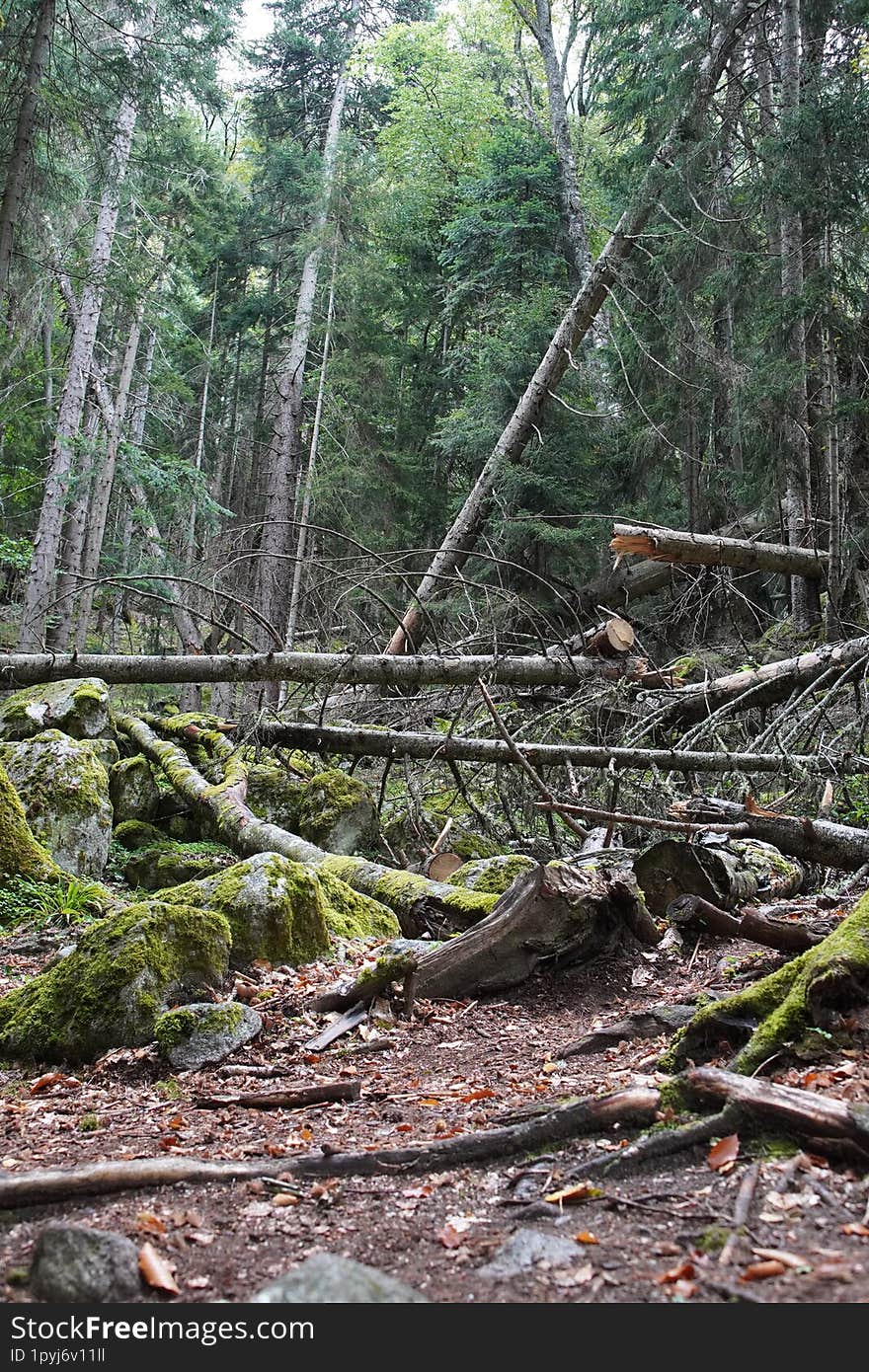 A dense, forest as if time itself has stood still in this forgotten place, where nature s beauty and destruction coexist in a haun