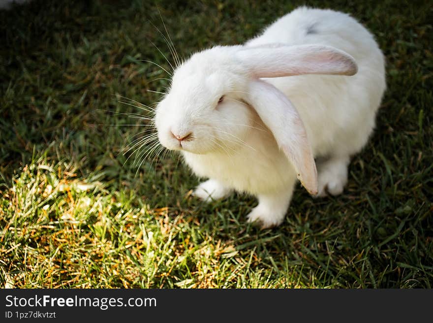 white rabbit bunny on grass in spring