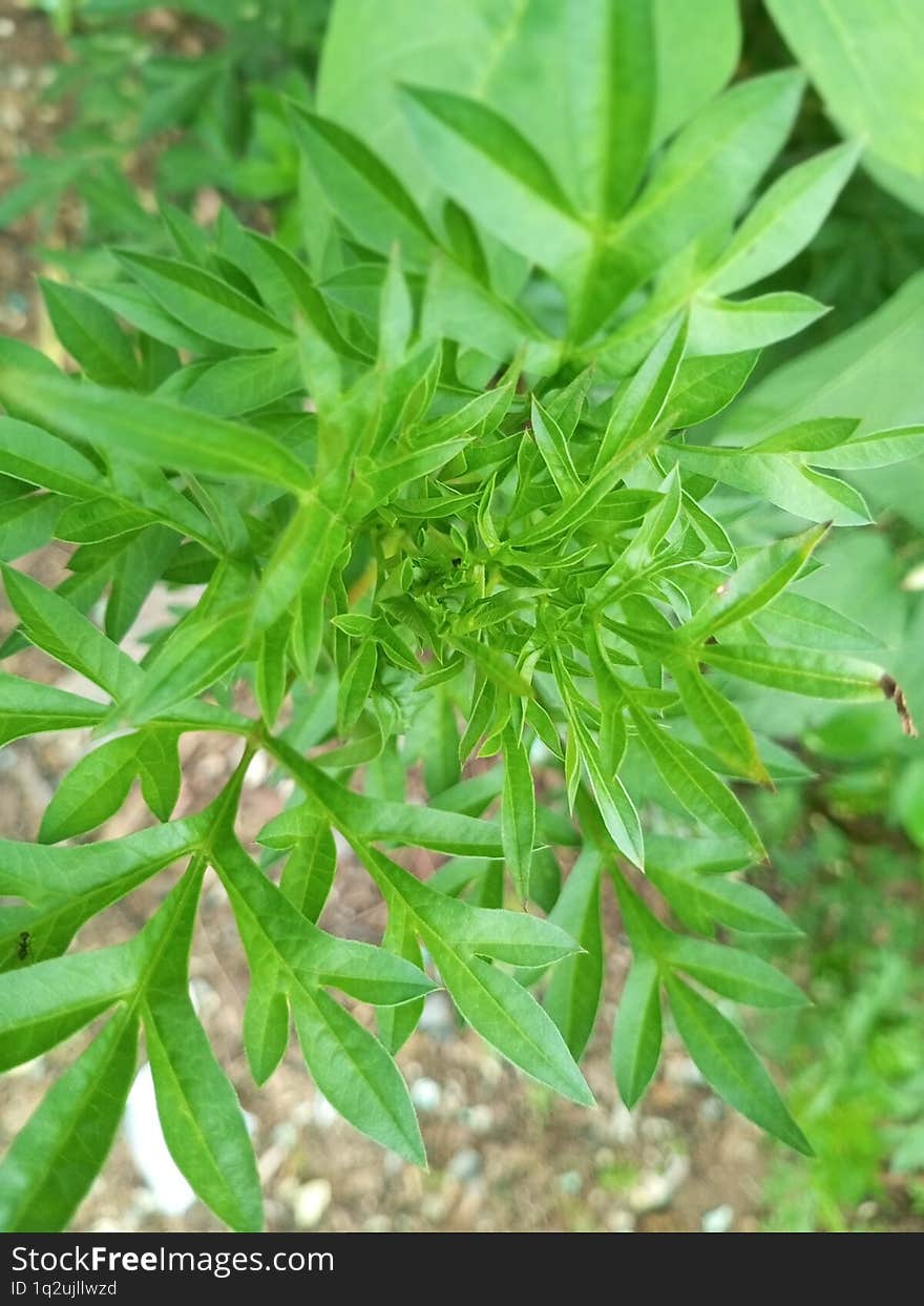 A native, bright green leafed wild plant