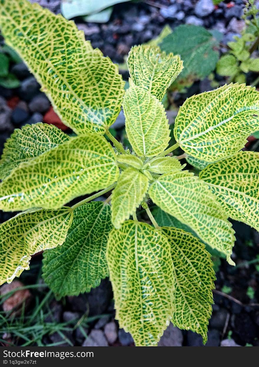 Beautiful Green Leaves, Cute And Attractive