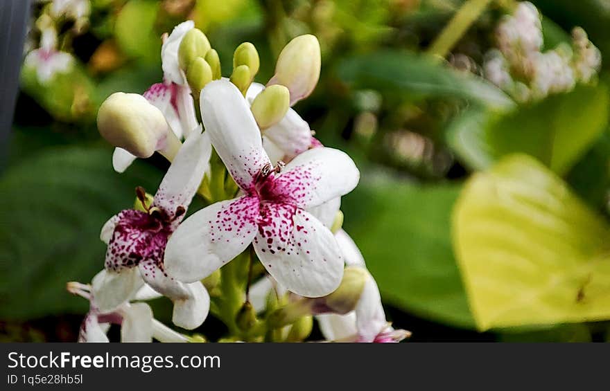 The genus Pseuderanthemum means False Eranthemum.