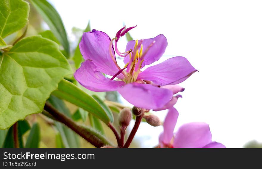 Melastoma malabathricum, known also as Malabar melastome, Indian rhododendron, Singapore rhododendron