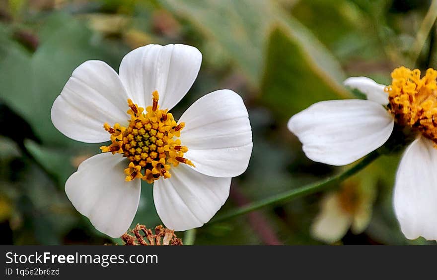 Bidens pilosa or black jack blooms in green nature