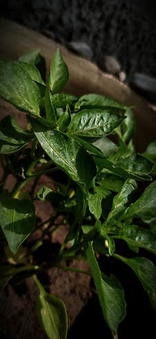 Habitat ( The Plant Grow In Soil ) Stock Photos