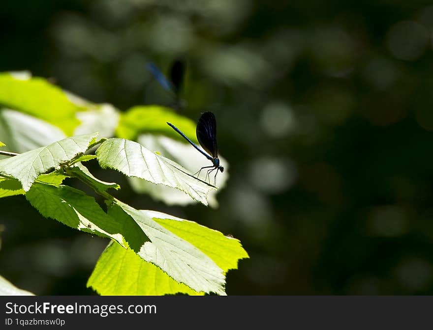 Dragonfly on tree leaves.