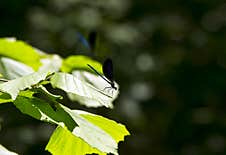 Dragonfly On Tree Leaves. Royalty Free Stock Image