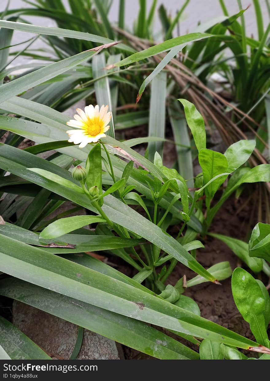 My favorite daisy flower.