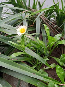 My Favorite Daisy Flower. Stock Photography