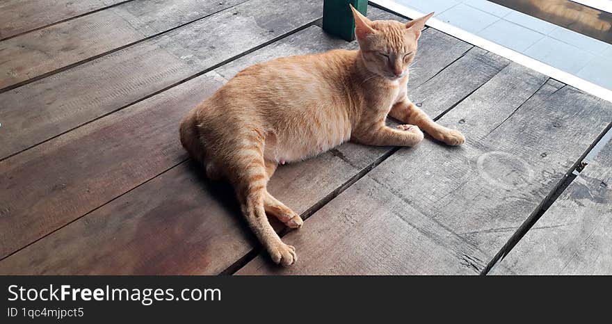 cute cat relaxing in a beautiful village