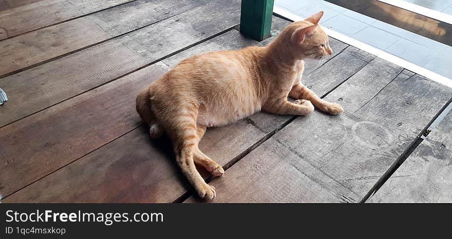 cute cat relaxing in a beautiful village