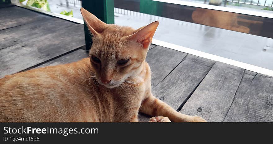 cute cat relaxing in a beautiful village