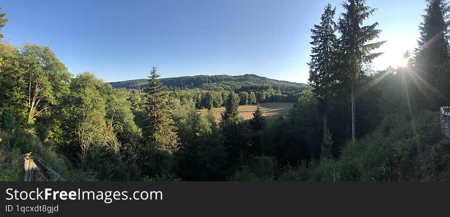 Forest field in Forks Washington