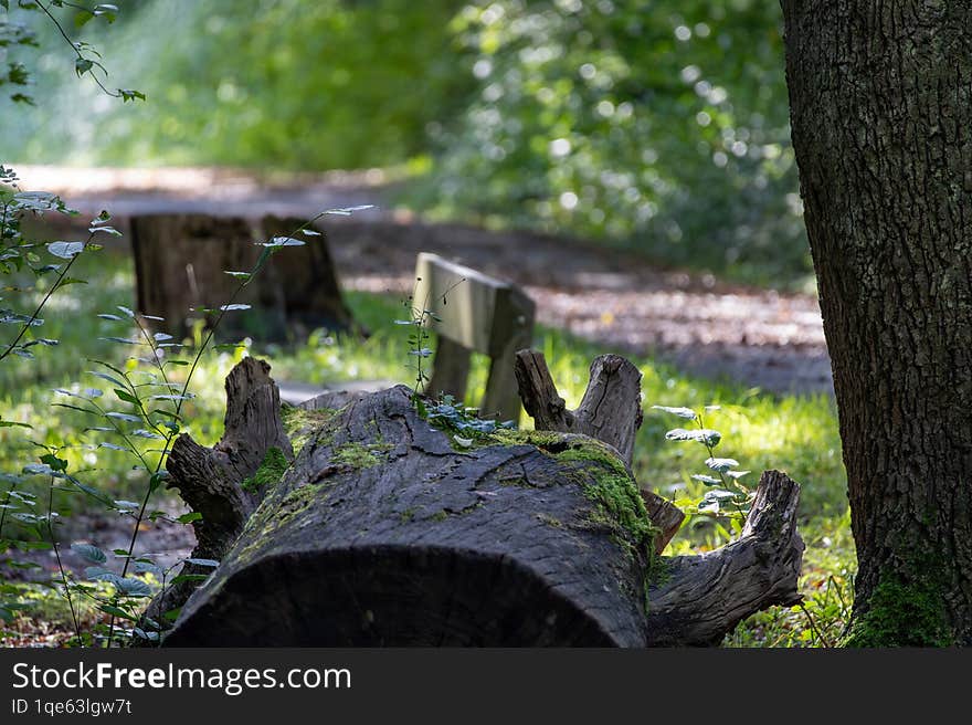 A large log is sitting on the ground in a forest