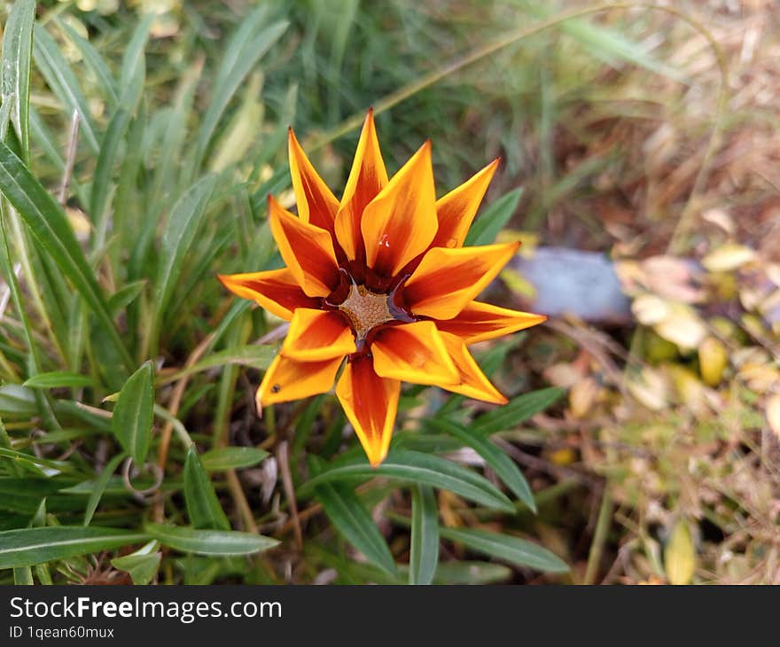 Beautiful single flower blooming in the wild grass