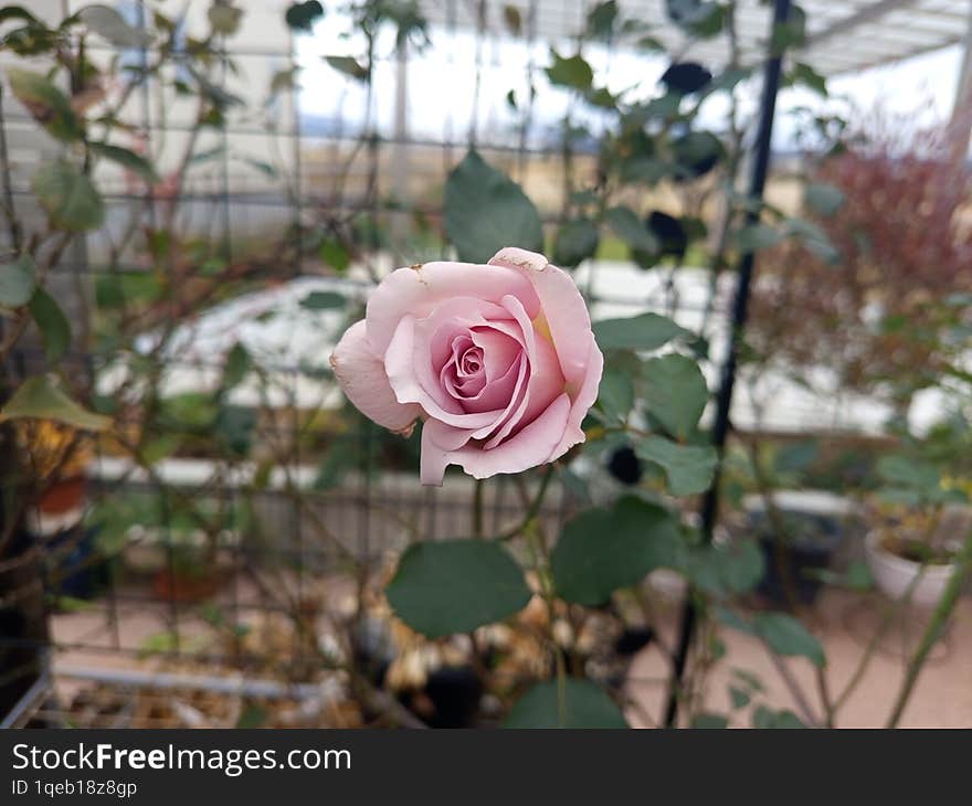 Beautiful pink rose blooming in the morning time