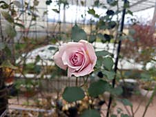 Beautiful Pink Rose Blooming In The Morning Time Royalty Free Stock Photos