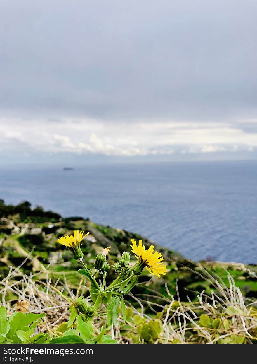 Flower for sell from Malta