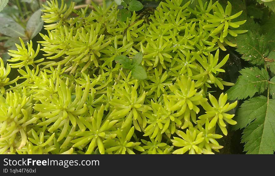 Green plants in the rainy season