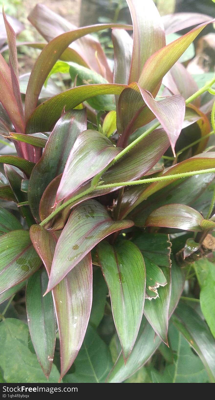 The green leaves and flowers in the rainy season are beautiful to the eye